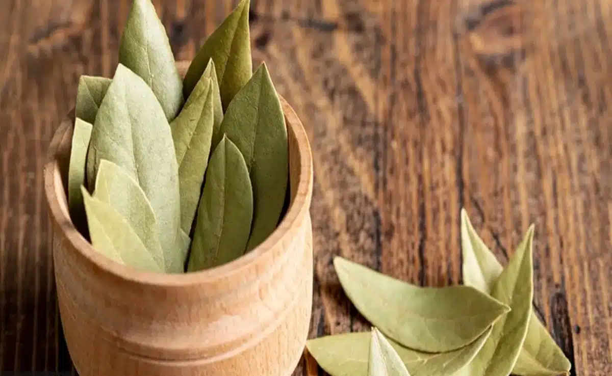 Suffering from Diabetes? This leaf can be effective in reducing blood sugar, know how to use it