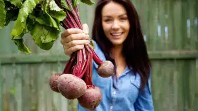 Benefits of Beetroot for Women 6