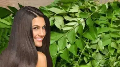 Curry Leaves for Hair A new addition to your regular hair-care routine