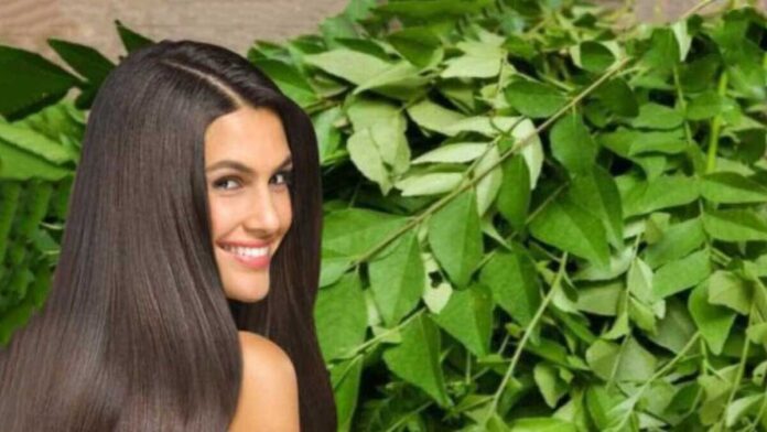 Curry Leaves for Hair A new addition to your regular hair-care routine