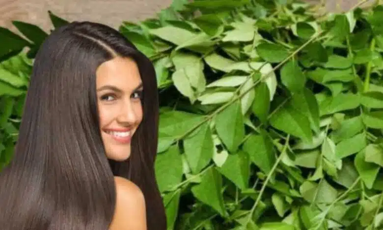 Curry Leaves for Hair A new addition to your regular hair-care routine
