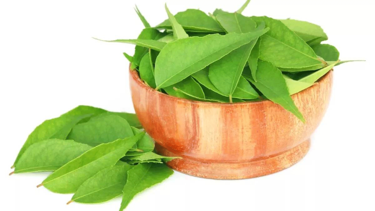 Drinking curry leaf juice gives medicinal properties