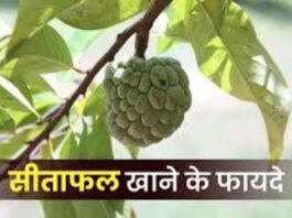 Eating Sitaphal gives these 5 benefits to the body