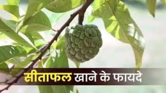 Eating Sitaphal gives these 5 benefits to the body