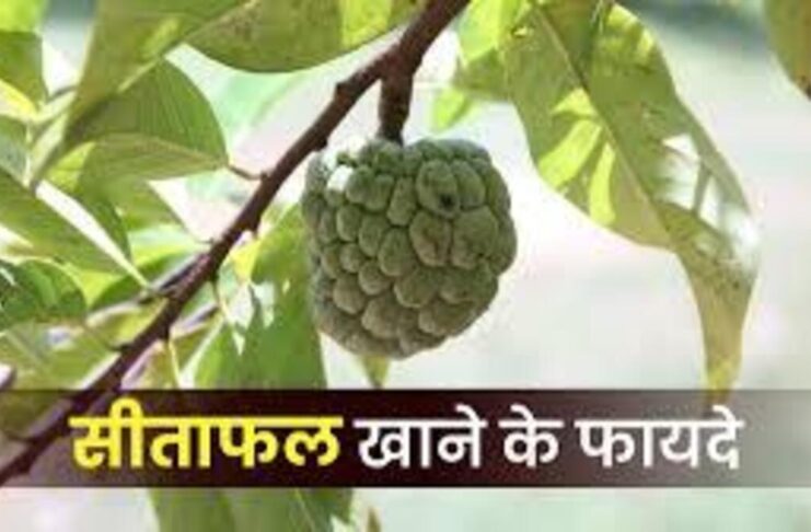 Eating Sitaphal gives these 5 benefits to the body