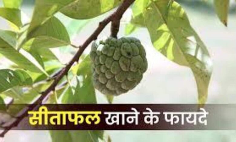 Eating Sitaphal gives these 5 benefits to the body