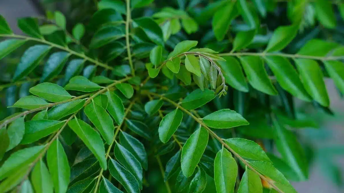 Kitchen spices that can reduce your hair fall