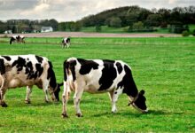 Livestock emissions: a double-edged sword