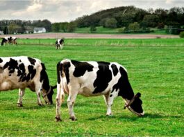 Livestock emissions: a double-edged sword