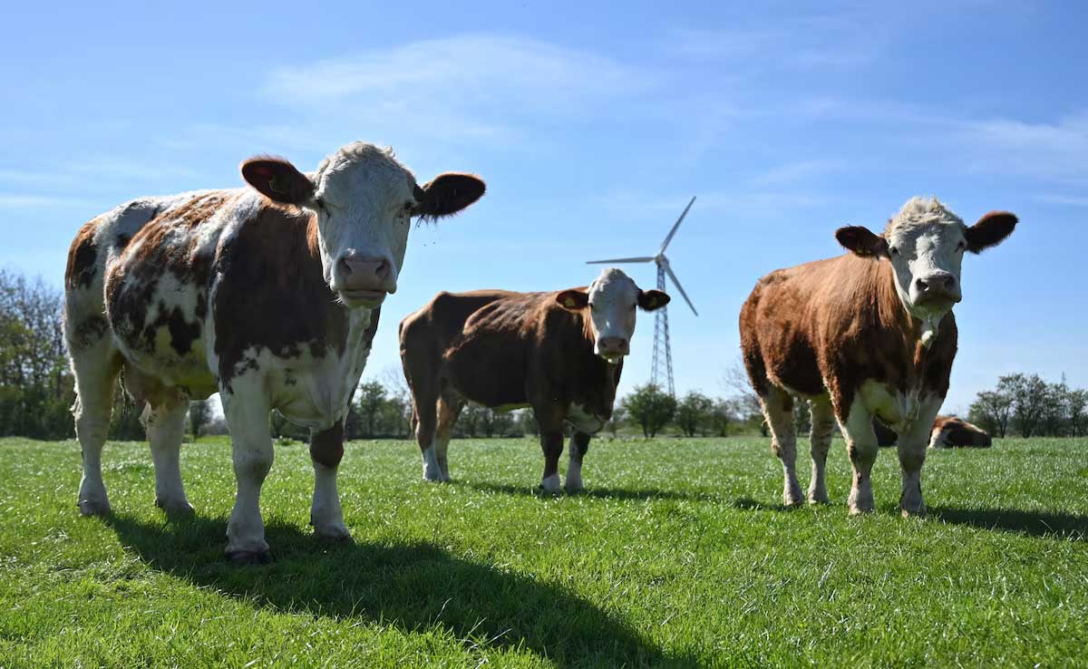 Livestock emissions: a double-edged sword