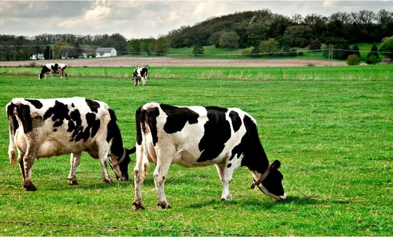 Livestock emissions: a double-edged sword