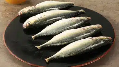 Mackerel: a sustainable seafood option