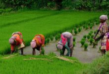 Paddy Cultivation Farmers' Concern
