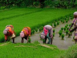 Paddy Cultivation Farmers' Concern