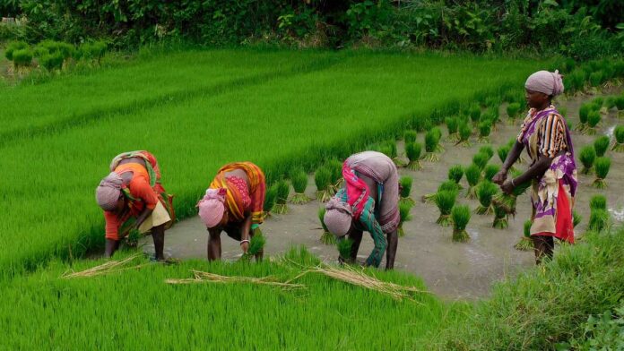 Paddy Cultivation Farmers' Concern