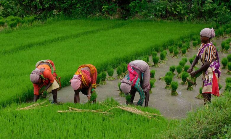 Paddy Cultivation Farmers' Concern