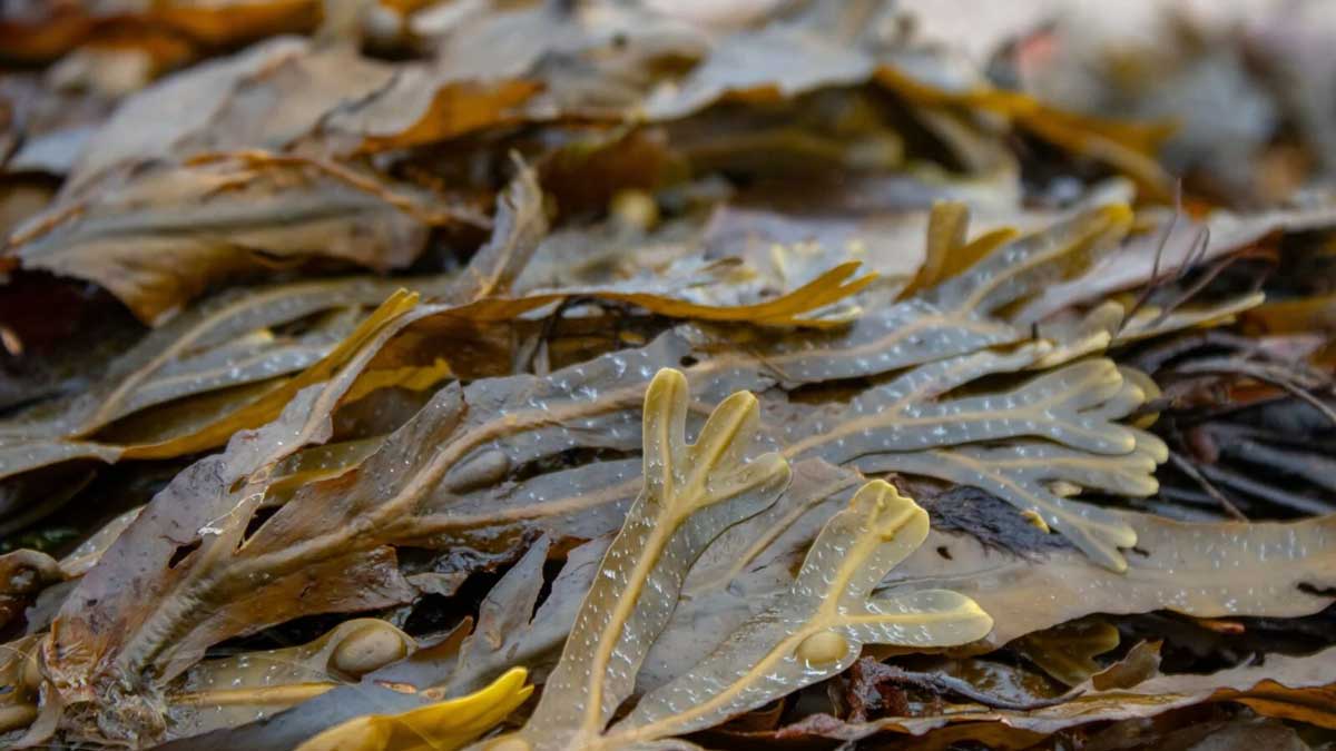 Seaweed: The Green Gold of the Sea