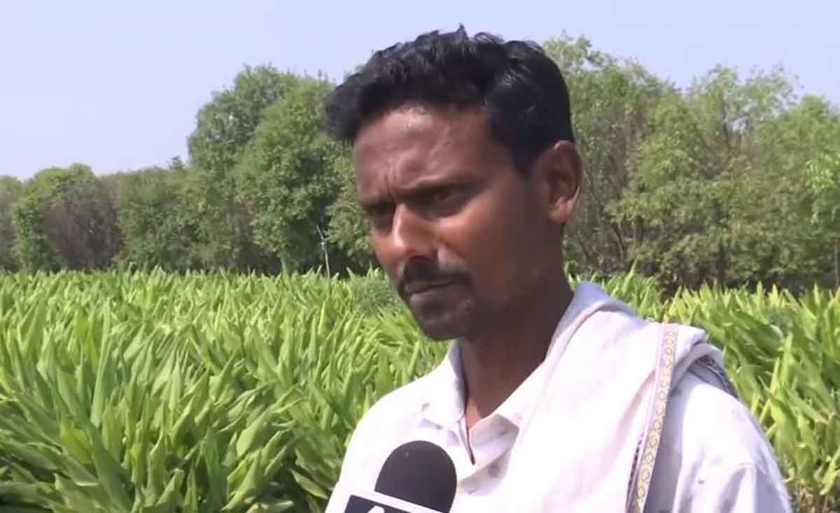 Turmeric farmers in Maharashtra are troubled by fluctuations in the market