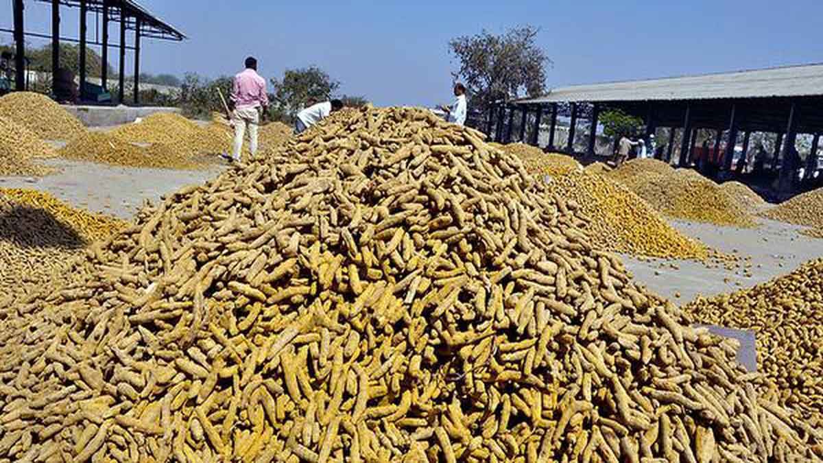 Turmeric farmers in Maharashtra are troubled by fluctuations in the market