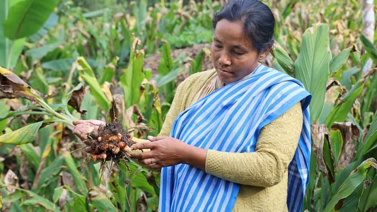 Turmeric farmers in Maharashtra are troubled by fluctuations in the market