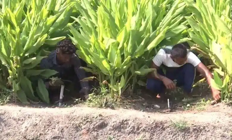 Turmeric farmers in Maharashtra are troubled by fluctuations in the market