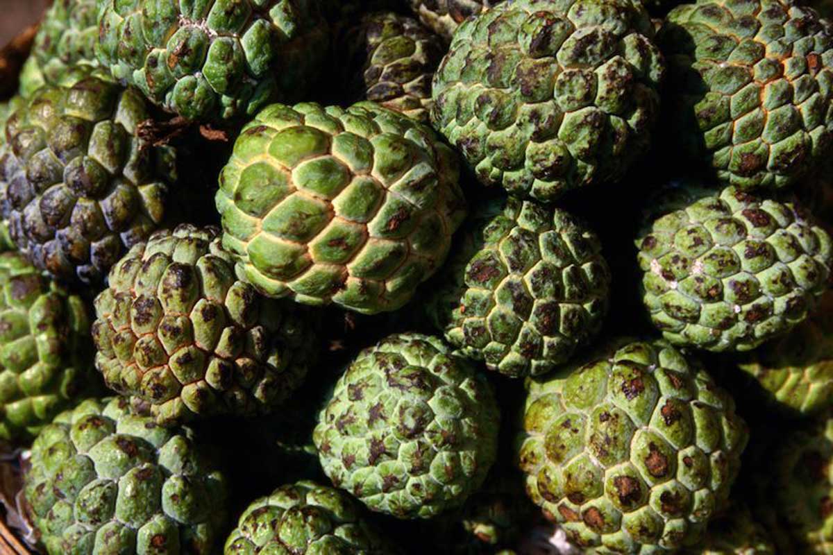 What happens if you eat custard apple?