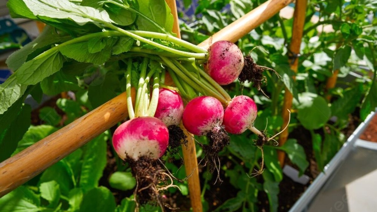 What happens if you eat radishes leaves?