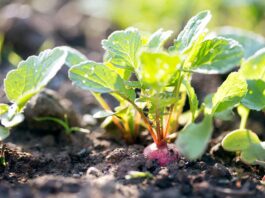 What happens if you eat radishes leaves?