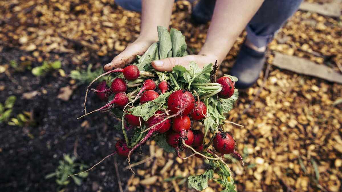 What happens if you eat radishes leaves?