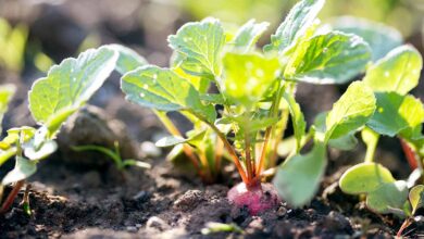What happens if you eat radishes leaves?