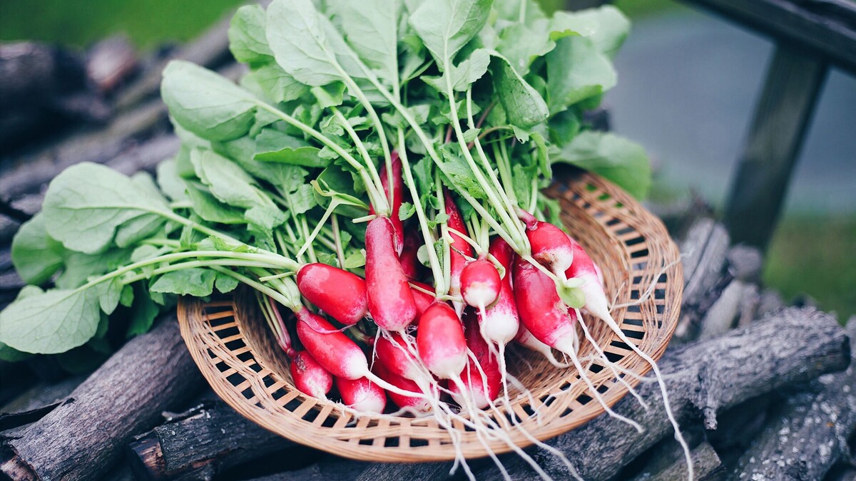 What happens if you eat radishes leaves?