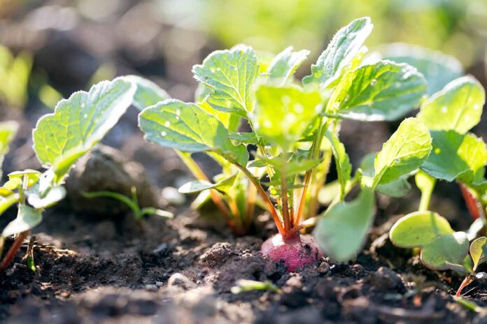 What happens if you eat radishes leaves?