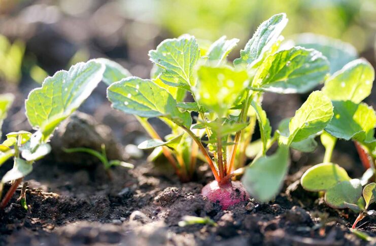 What happens if you eat radishes leaves?