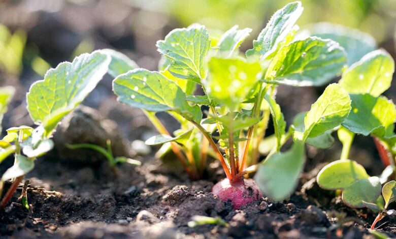 What happens if you eat radishes leaves?
