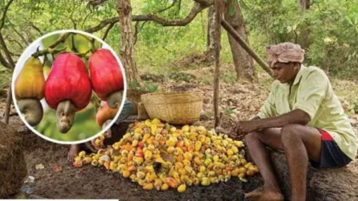 Which vitamin is found in cashew