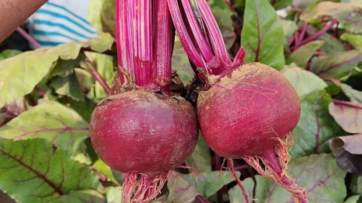 Which vitamin is found most in beetroot