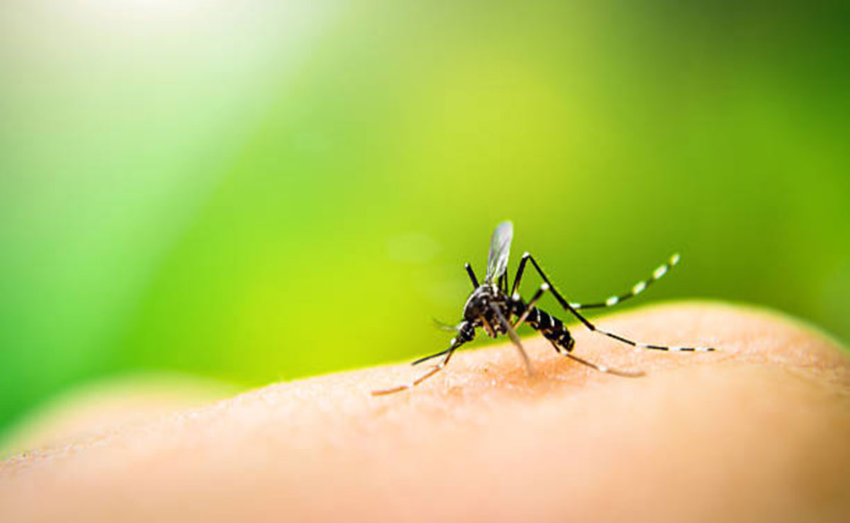 The Role of Climate Change in Dengue Spread