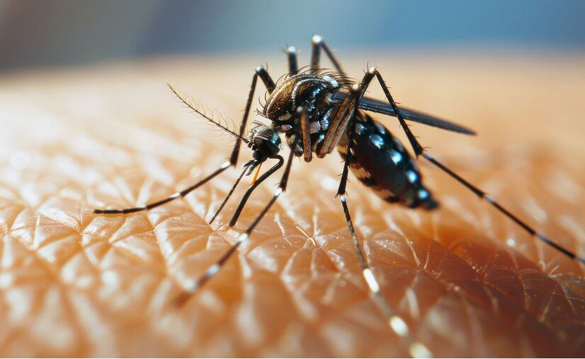 Understanding the global impact of dengue fever