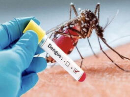 Understanding the global impact of dengue fever