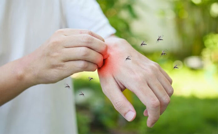 What Are the Long-Term Effects of Dengue