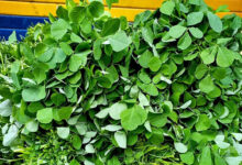 How to Store Methi Leaves and 5 Delicious Ways to Cook Them