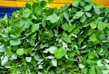 How to Store Methi Leaves and 5 Delicious Ways to Cook Them