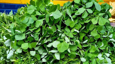 How to Store Methi Leaves and 5 Delicious Ways to Cook Them