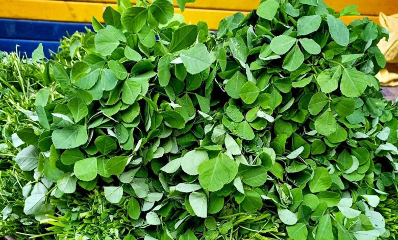 How to Store Methi Leaves and 5 Delicious Ways to Cook Them