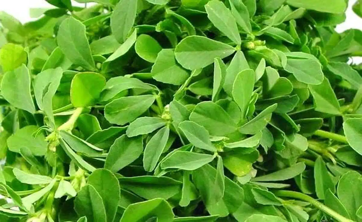 How to Store Methi Leaves and 5 Delicious Ways to Cook Them