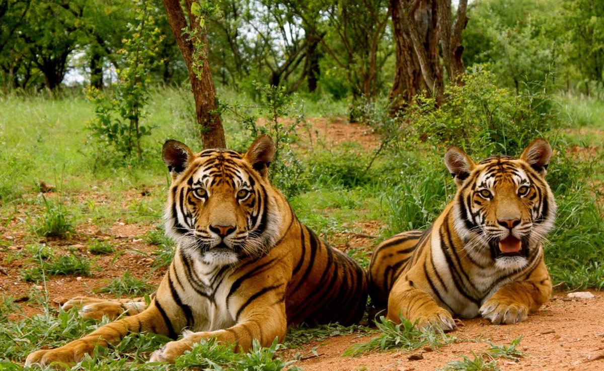 Explore These 5 National Parks of India for Winter Safari