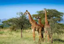 Explore These 5 National Parks of India for Winter Safari