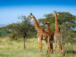 Explore These 5 National Parks of India for Winter Safari
