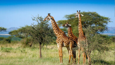 Explore These 5 National Parks of India for Winter Safari