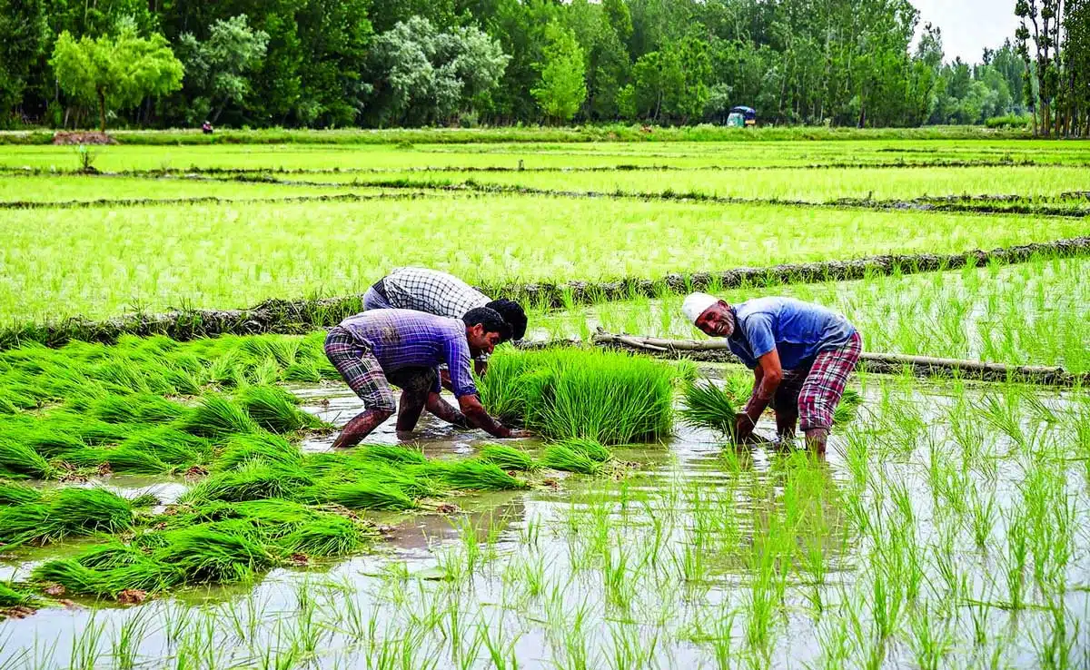 Paddy Cultivation Farmers' Concern